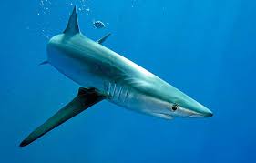 Image result for Prionace glauca