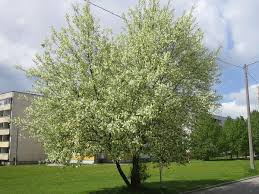 Attēlu rezultāti vaicājumam “Padus avium”