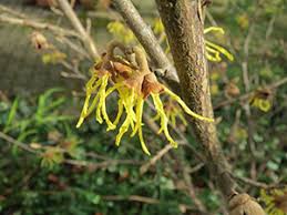 Attēlu rezultāti vaicājumam “Hamamelis japonica bud”
