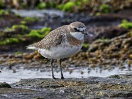 Image result for Charadrius mongolus