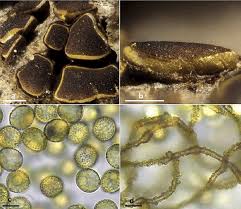 Attēlu rezultāti vaicājumam “Perichaena depressa spores”