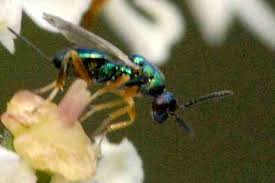 Attēlu rezultāti vaicājumam “Diplolepis eglanteriae”