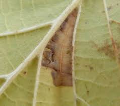 Attēlu rezultāti vaicājumam “Phyllonorycter nicellii”