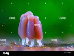 Attēlu rezultāti vaicājumam “Symphytocarpus flaccidus plasmodium”