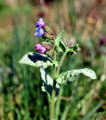 Image result for Pulmonaria officinalis