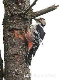 Attēlu rezultāti vaicājumam “Dendrocopos leucotos female”