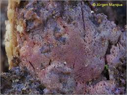 Attēlu rezultāti vaicājumam “Ceriporia excelsa”