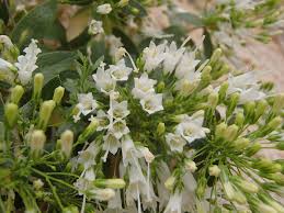 Image result for Campanula moesiaca