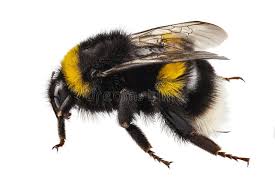 Attēlu rezultāti vaicājumam “Bombus”