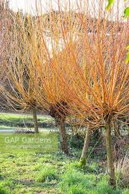 Attēlu rezultāti vaicājumam “Salix alba var. vitellina”