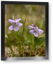 Attēlu rezultāti vaicājumam “Viola rupestris flower”