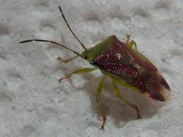 Attēlu rezultāti vaicājumam “Elasmostethus interstinctus”