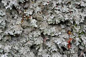 Attēlu rezultāti vaicājumam “Parmelia submontana”