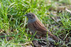 Attēlu rezultāti vaicājumam “Prunella modularis adult”