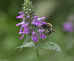 Attēlu rezultāti vaicājumam “Stachys palustris flower”