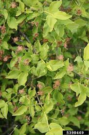 Attēlu rezultāti vaicājumam “Euonymus verrucosus”
