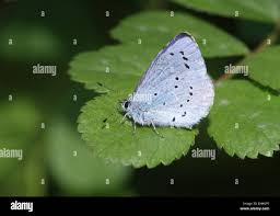 Attēlu rezultāti vaicājumam “Celastrina argiolus male”