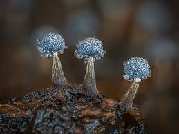 Attēlu rezultāti vaicājumam “Physarum diderma macro”