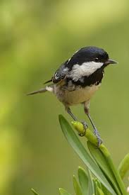 Attēlu rezultāti vaicājumam “Periparus ater”