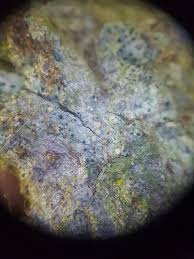 Attēlu rezultāti vaicājumam “Cliostomum corrugatum”