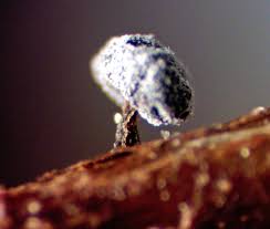 Attēlu rezultāti vaicājumam “Didymium verrucisporum macro”