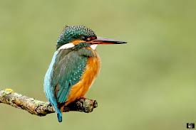 Attēlu rezultāti vaicājumam “Alcedo atthis”