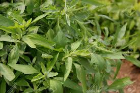 Attēlu rezultāti vaicājumam “Chenopodiaceae”