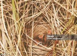 Attēlu rezultāti vaicājumam “Emberiza schoeniclus nest”