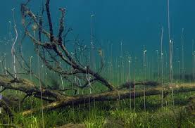 Attēlu rezultāti vaicājumam “Lobelia dortmanna”
