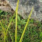 Attēlu rezultāti vaicājumam “Carex pseudocyperus female flower”