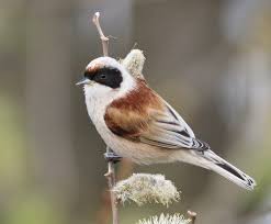 Attēlu rezultāti vaicājumam “Remiz pendulinus adult”