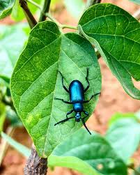 Attēlu rezultāti vaicājumam “Korynetes caeruleus”