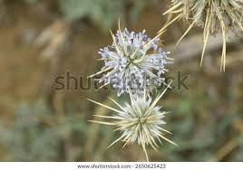Attēlu rezultāti vaicājumam “Echinops sphaerocephalus flower”