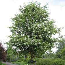 Attēlu rezultāti vaicājumam “Crataegus macracantha”
