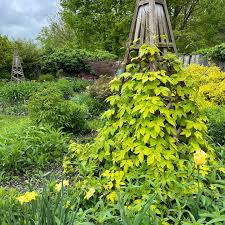 Attēlu rezultāti vaicājumam “Humulus lupulus”