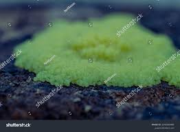 Attēlu rezultāti vaicājumam “Stemonitis flavogenita”