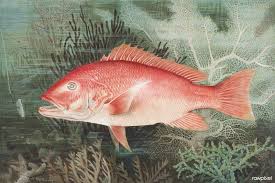 Image result for Lutjanus campechanus