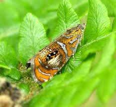 Attēlu rezultāti vaicājumam “Olethreutes arcuella”