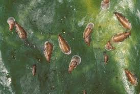 Attēlu rezultāti vaicājumam “Lepidosaphes ulmi imago”