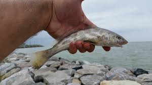 Image result for Menticirrhus americanus