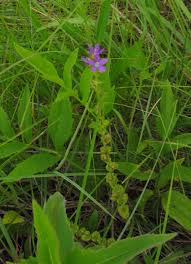 Attēlu rezultāti vaicājumam “Venusia blomeri”