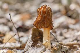 Attēlu rezultāti vaicājumam “Verpa bohemica”