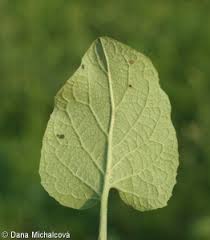 Attēlu rezultāti vaicājumam “Arctium tomentosum leaf”