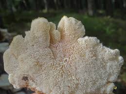 Attēlu rezultāti vaicājumam “Climacocystis borealis”