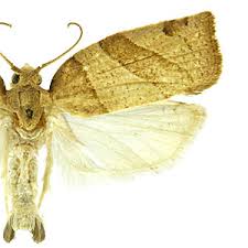 Attēlu rezultāti vaicājumam “Pandemis”