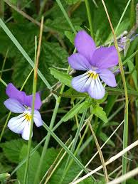 Attēlu rezultāti vaicājumam “Viola tricolor subsp. curtisii bud”
