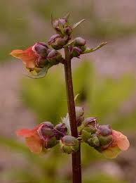 Attēlu rezultāti vaicājumam “Scrophularia umbrosa flower”