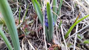 Attēlu rezultāti vaicājumam “Muscari botryoides leaf”