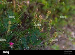 Attēlu rezultāti vaicājumam “Onobrychis arenaria fruit”
