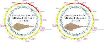 Image result for Acroteriobatus blochii